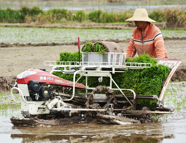 3-FMWORLD-Rice-Transplanter-Series.png
